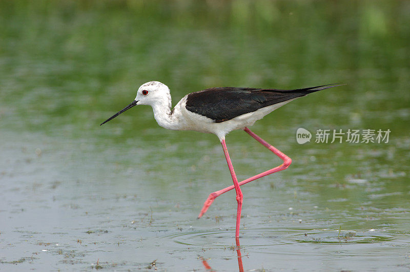 黑翼高跷(Himantopus Himantopus)